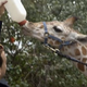 Illustration for article titled There’s nothing not fun about watching 2 Chainz and French Montana feed a giraffe